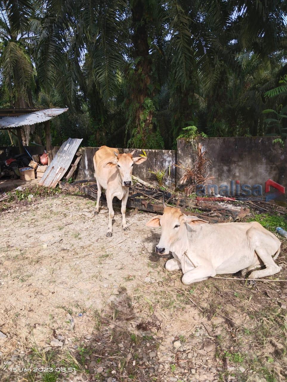 Menitipkan Hasil Curian, Dua Pencuri Sapi Ditangkap Polisi
