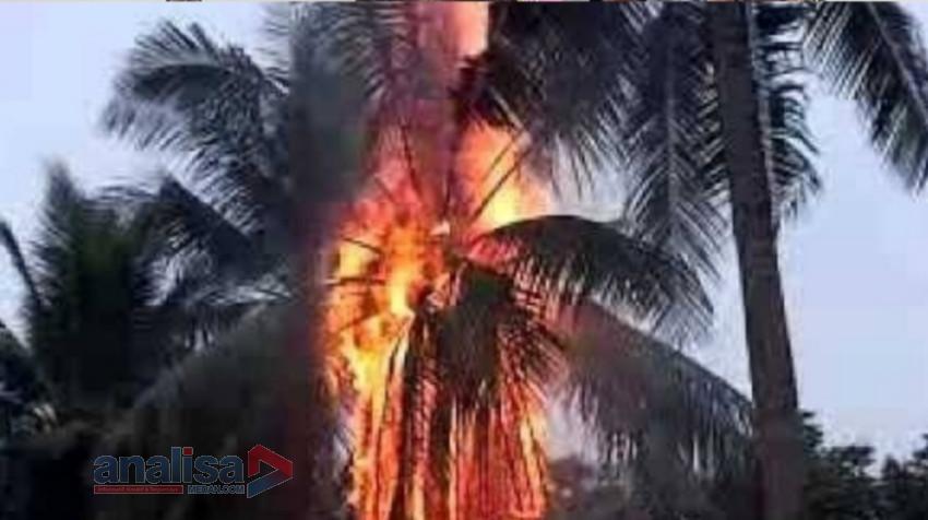 Duar...Petir Sambar Pohon Kelapa Disamping Rumah, Warga Gang Serasi Padangsidimpuan Kaget