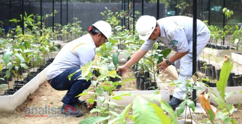 Komitmen PLTA Batang Toru Sebagai Energy Hijau, Kembangkan Pembudidayaan Bibit (Nursery)