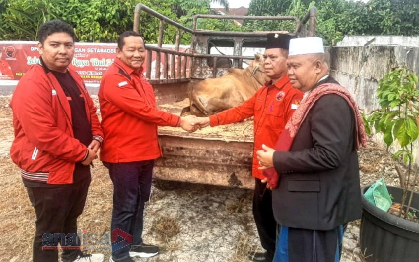 DPD PDI Perjuangan Sumut  Berkurban  5 Ekor Sapi di Tabagsel