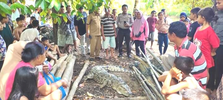 Buaya Masuk Jaring Nelayan di Tapteng