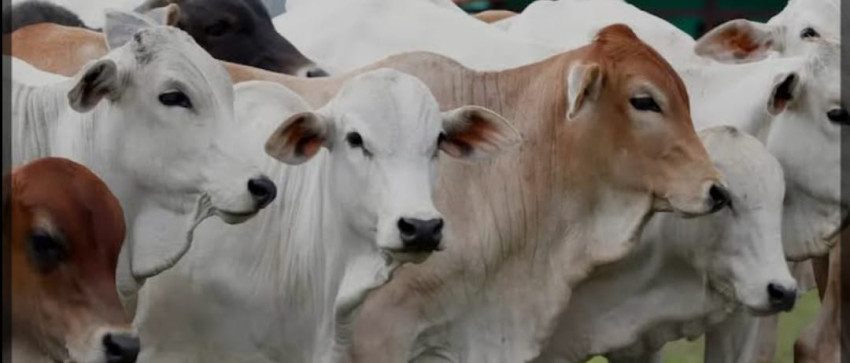 Stok Minim, Tanjung Balai Pasok  Hewan Kurban Dari Luar Daerah