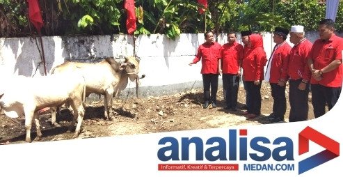 PDI-P Sidimpuan Berkurban 2 Ekor Sapi, Taty: Semangat Berkurban Bergotong Royong