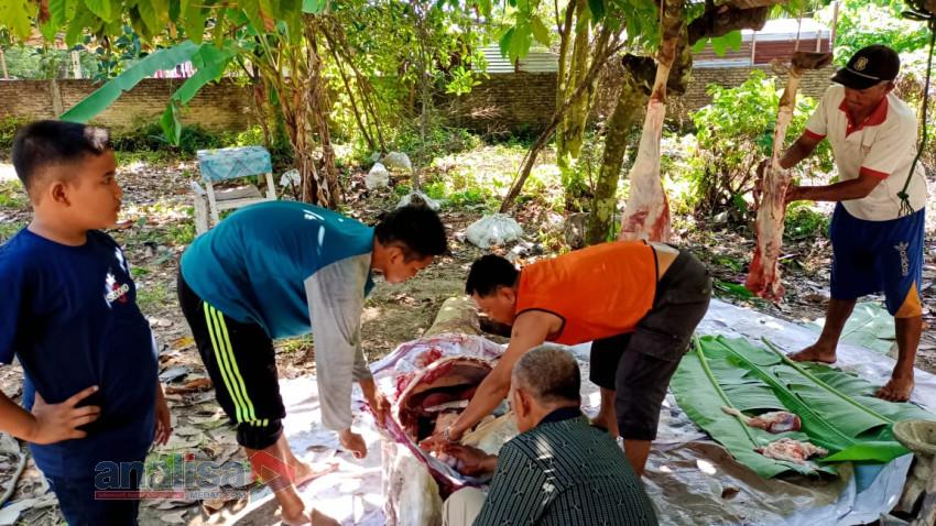 Pesisir Pantailabu Sembelih 226 Ekor Hewan Kurban