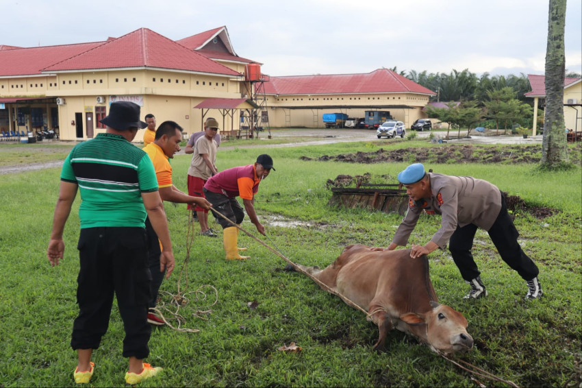 Sambut Ramadhan, Polres Palas Sembelih Dua  ekor Lembu