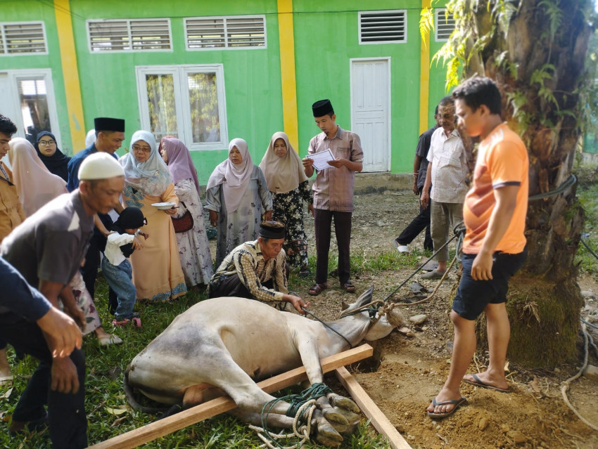 MAN 1 Palas Plus Keterampilan dan MTsN 1 Palas, Sembelih 3 Ekor Sapi dan 1 Kambing Kurban