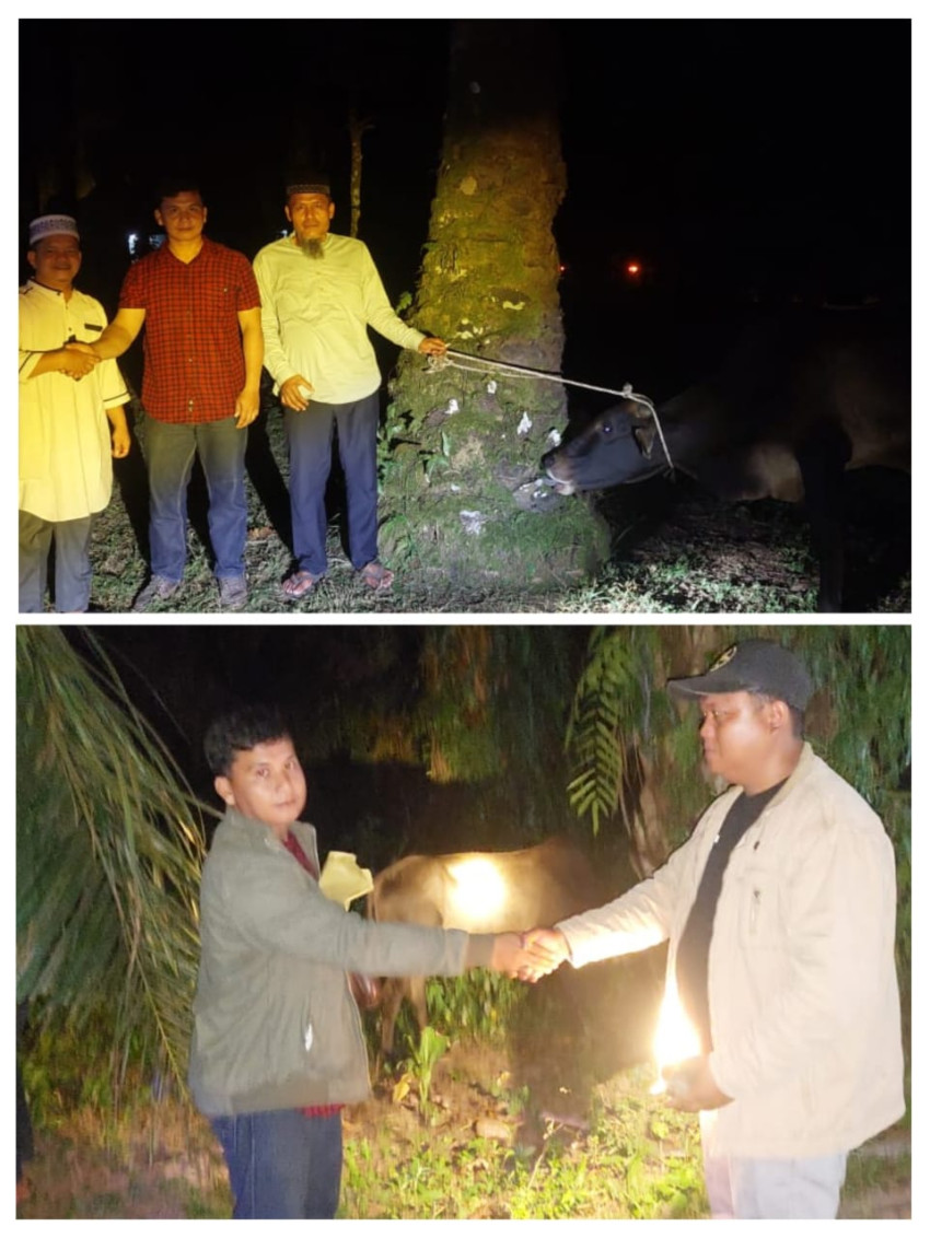 PT MAI Palas Bantu 11 Ekor Sapi Qurban untuk Sepuluh Desa