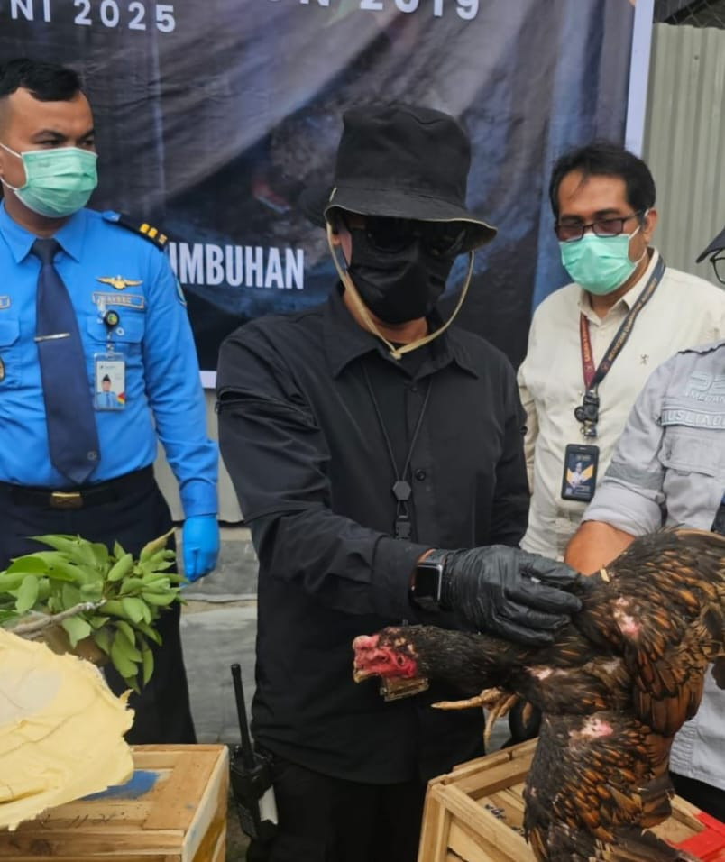 Tanggapan Karantina Sumut : Karantina tidak Menutup Pelayanan, Asal Jelas Asal Usul Ayam