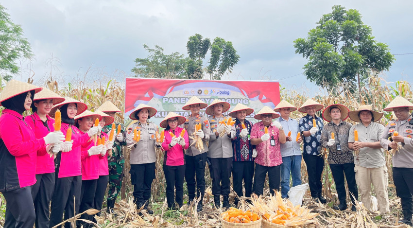 Panen Raya Jagung Polri Digelar Serentak di 36 Wilayah, Wakapolrestabes Medan Ikuti dari Medan Tuntungan